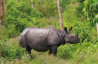 Full Day at Chitwan National Park Activities